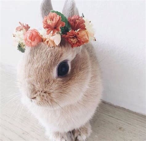 Boho Bunny Flower Crown Cute Baby Bunnies Cute Little Animals