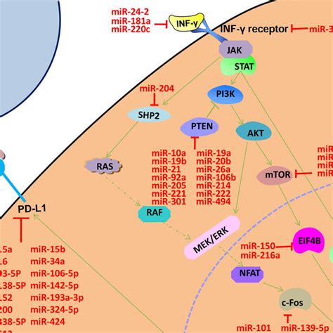 Pdf The Roles Of Micrornas In Regulating The Expression Of Pd 1pd L1