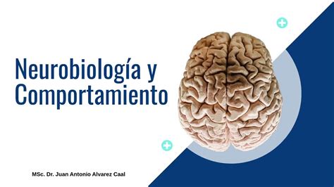 Neurobiología y Comportamiento P1 YouTube