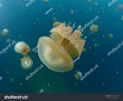 Stingless Jellyfish Saltwater Lake West Papua Stock Photo 1767629660