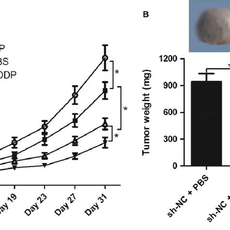 Depletion Of Uca1 Enhanced Cddp Mediated Tumor Inhibition Effect In