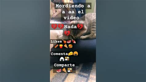 Gato Mordiendo Jajaja Youtube