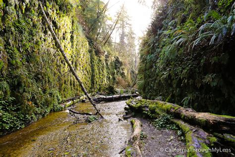 Fern Canyon: A Majestic Hike in Northern California - California ...