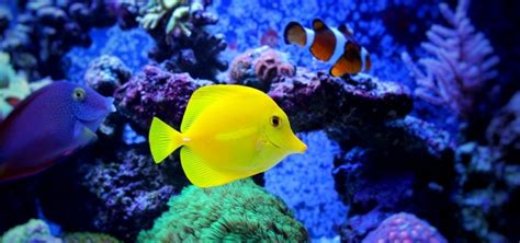 Yellow Tang Fish Off Pinnaxis