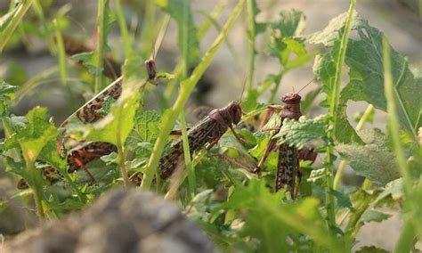 Rains to worsen locust outbreak, harm wheat crop - Pakistan - DAWN.COM