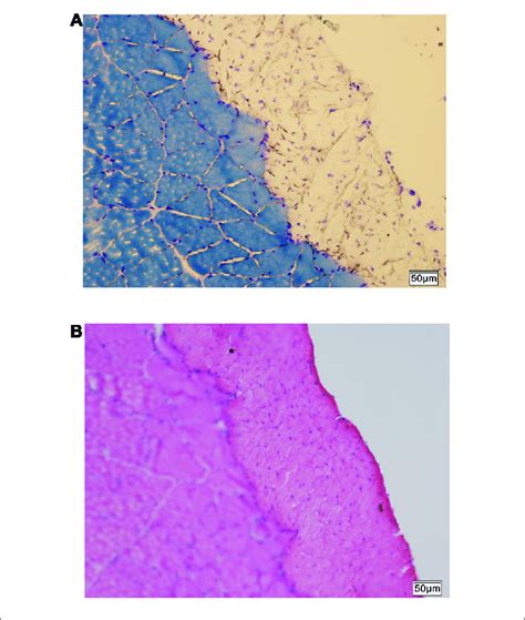 | Histology of fascia. (A) Histologic staining by methylene blue ...