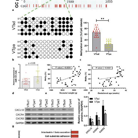 Expression And Methylation Status Of The Mir P Promoter In Vtsd