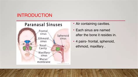 Anatomy of paranasal sinuses | PPT | Free Download