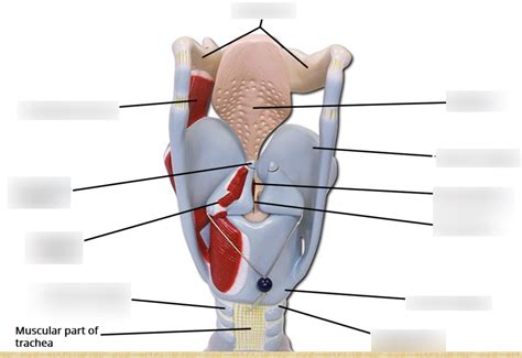 Model Pharynx Diagram Quizlet