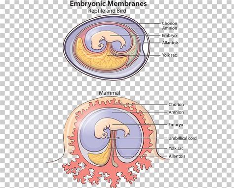 Embryo Allantois Nutrition Placenta Fetus PNG, Clipart, Allantois, Area ...