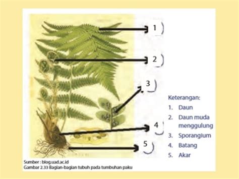 Perkembangbiakan Tumbuhan Paku