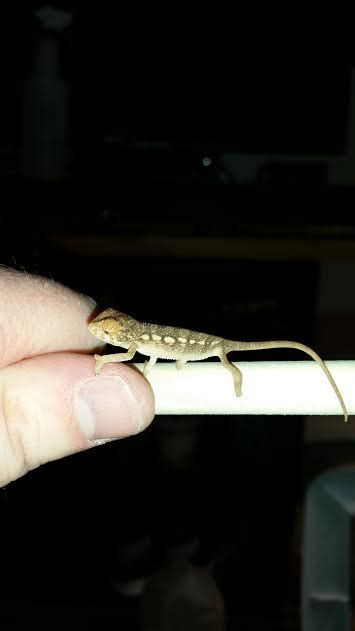 How To Sex Baby Panthers Page Chameleon Forums