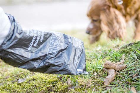 Hundehaufen Nerven Ostgro Efehntjer Ostfriesen Zeitung