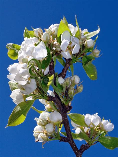 Pear Blossom Stock Photo Image Of Sunlight Clear Pollen 52630126