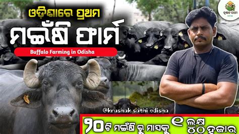 How To Start Buffalo Farming In Odisha ଓଡଶର ପରଥମ ମଇଷ ଫରମ