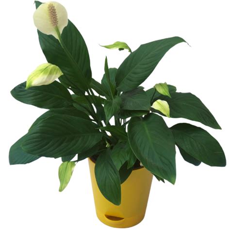 Peace Lily Plant