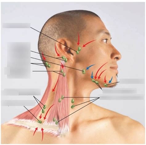 Health Assessment Quiz 2 LYMPH NODE LOCATIONS Diagram Quizlet