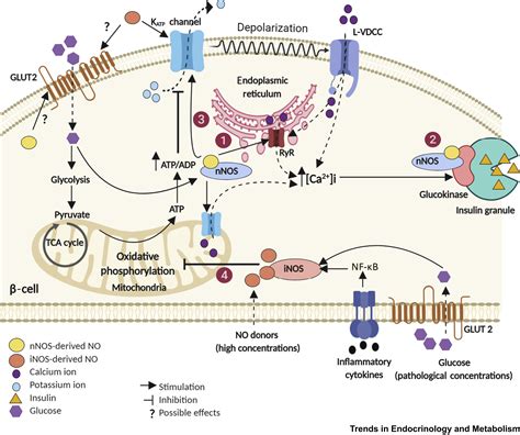 Role Of Nitric Oxide In Insulin Secretion And Glucose Metabolism