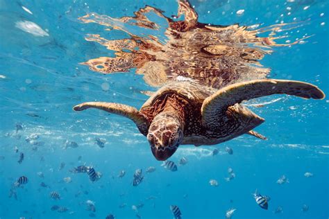 Turtle swimming underwater · Free Stock Photo