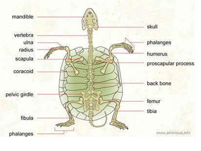 Turtle Skeleton Diagram | Quizlet