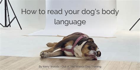 How To Read Your Dogs Body Language Stocky And Dee