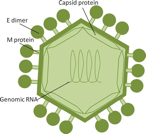 Frontiers Zika Virus Transmission Through Blood Tissue Barriers