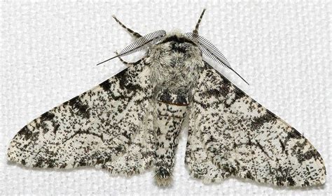 Peppered moth evolution - Alchetron, the free social encyclopedia