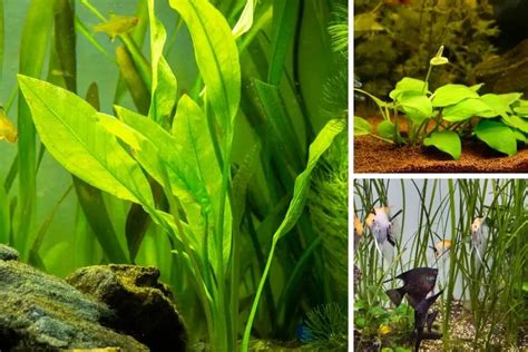 11 Aquarium Plants That Grow In Gravel Fish Keeper Guide