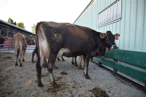 Sapi Terbesar Di Dunia Newstempo