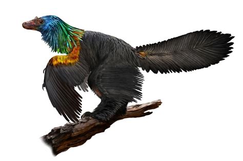 Feathered Dinosaur Shimmered Like A Rainbow Fossil Reveals Newsweek