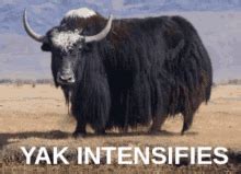 yak fail gif yak fail fall discover share gifs