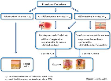 Hypoth Ses Sur Les Liens Entre D Formations Internes Aux Tissus Et