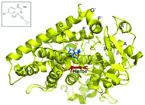 Crystal Structure Of Cyp B In Complex With An Efavirenz Analog