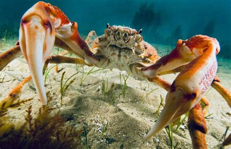 Army Of Thousands Of Crabs Stacked Under The Sea