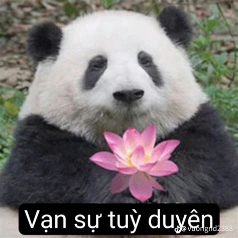 Funny Panda Meme