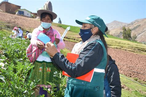 Minagri Graduará A 168 Productores De Papa Como Expertos En Buenas