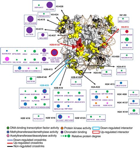 Capturing The Hierarchically Assorted Modules Of Protein Protein