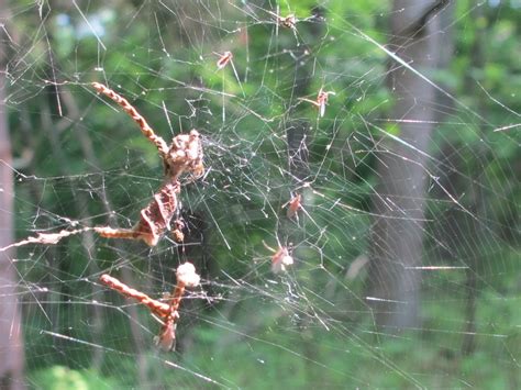 Blue Jay Barrens Camo Spider