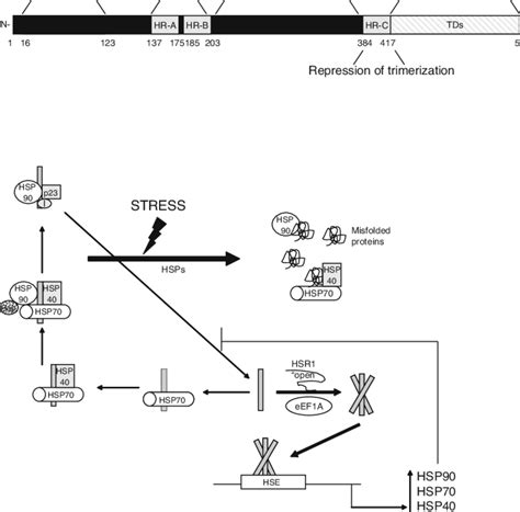 hsf structure  stress induced activation model  structural