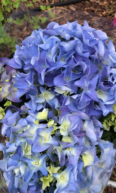 Hydrangea Macrophylla Early Blue Picturethis