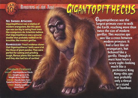 Gigantopithecus Weird N Wild Creatures Wiki Fandom Powered By