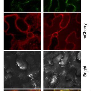 Growth Lipid Changes And DGAT Expression In C Zofingiensis In