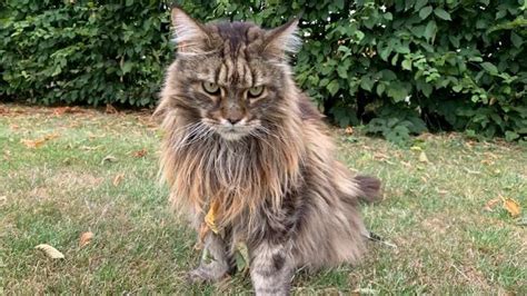 Understanding Maine Coon Sounds A Complete Guide