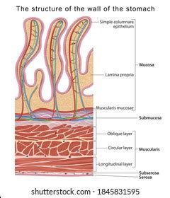 Stomach Layers Royalty-Free Images, Stock Photos & Pictures | Shutterstock