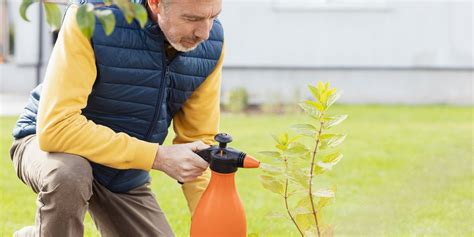 8 Insecticidas Para Plantas Buenos Efectivos Y Baratos