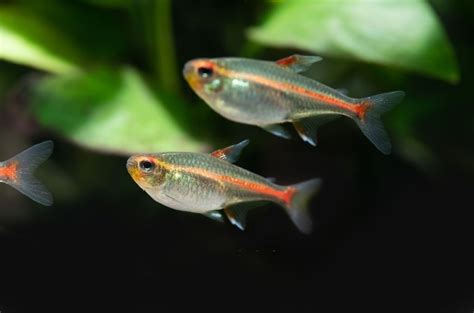 Ikan Neon Tetra: Karakteristik dan Panduan Perawatan - IkanPedia