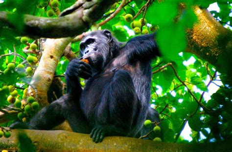 Days Uganda Primates Trekking Safari Safari Vacations Travel Services