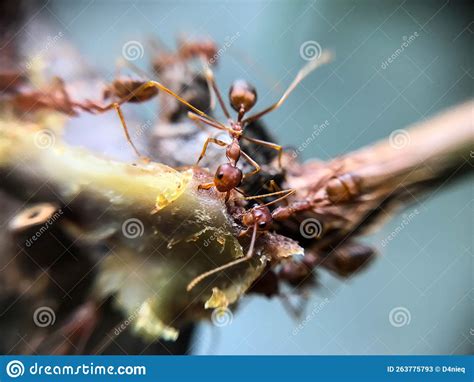 Red Ant Carrying Food On Branch Tree Stock Image Image Of Building Giant 263775793