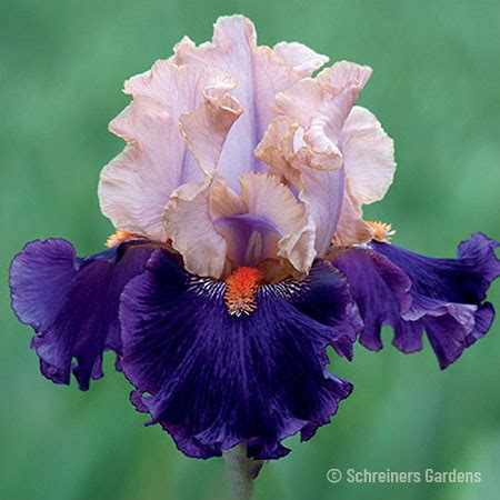 Bearded Iris Bulbs | German Iris | Reblooming Iris Bulbs