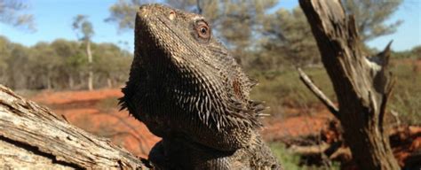 Australian Dragon Reverses Its Sex As Temperatures Rise Study Reveals